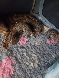 Gatto del Bengala