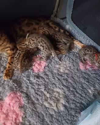 Gatto del Bengala