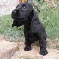 Cuccioli di cocker spaniel inglese con pedigree