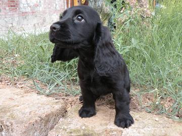 Cuccioli di cocker spaniel inglese con pedigree