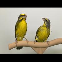 Canarino del Mozambico