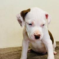 American pitbull terrier