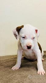 American pitbull terrier