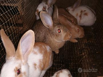 Conigli