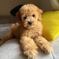 Barboncino Toy Albicocca