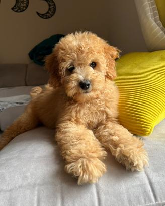 Barboncino Toy Albicocca