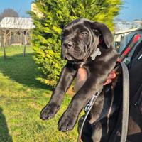 Dal 1990 passione corso