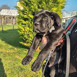 Dal 1990 passione corso