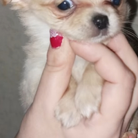 Chihuahua femmina enci