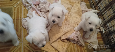 West highland terrier