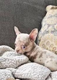 Chihuahua Toy merle femminuccia