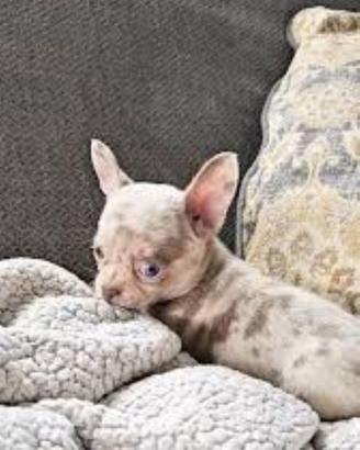 Chihuahua Toy merle femminuccia