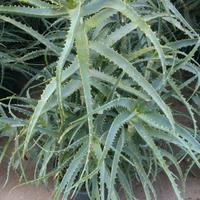 ALOE ARBORESCENS BIO in blocco