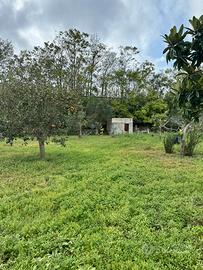 Terreno con pozzo e casette