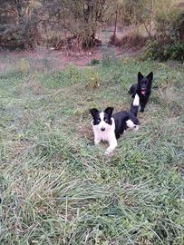 Cucciola border collie