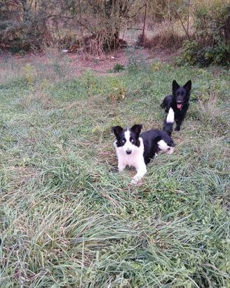 Cucciola border collie