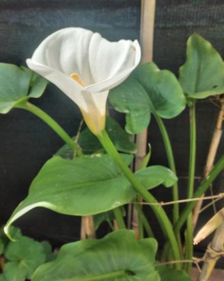 calla gerani 