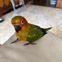 Conuro del sole (Aratinga solstitialis Linnaeus)