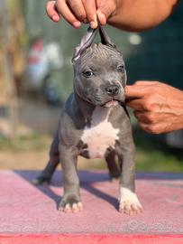 Pitbull