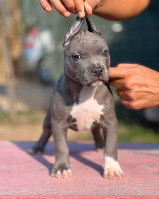 Pitbull