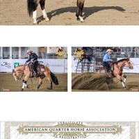 Stallone Quarter horse