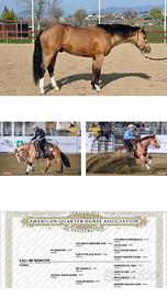 Stallone Quarter horse