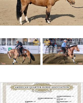 Stallone Quarter horse