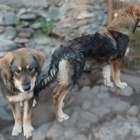 Cane pastore della Sila