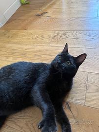 Mimino, 3 anni, un cuore d'oro