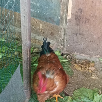 Galli bionda piemontese, marans