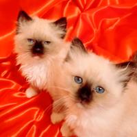 Cuccioli sacro di Birmania