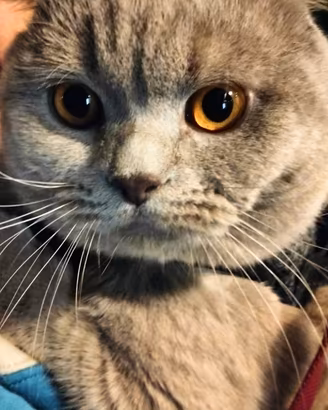 Gatto per accoppiamento