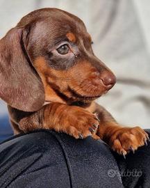 BASSOTTO NANO TEDESCO CUCCIOLI color NUTELLA