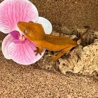 Gechi - ciliatus Auricolatus Leachianus Chahoua