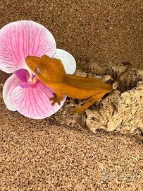 Gechi - ciliatus Auricolatus Leachianus Chahoua