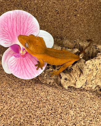 Gechi - ciliatus Auricolatus Leachianus Chahoua