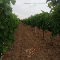 Terreno agricolo con impianto da uva vino DOC