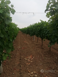 Terreno agricolo con impianto da uva vino DOC