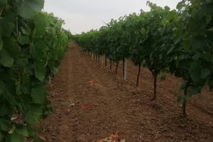Terreno agricolo con impianto da uva vino DOC