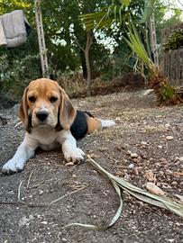 Cucciola di beagle disponibile