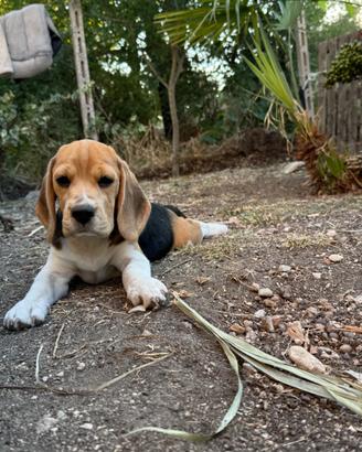 Cucciola di beagle disponibile