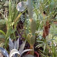 Pianta Fico D'India 2 metri e palma