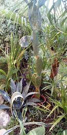 Pianta Fico D'India 2 metri e palma