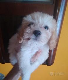 Maltipoo cucciola color champagne