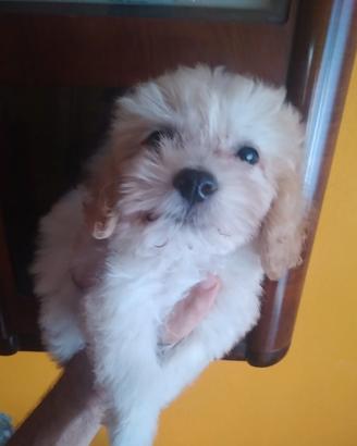 Maltipoo cucciola color champagne