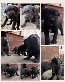 Cuccioli di cane corso