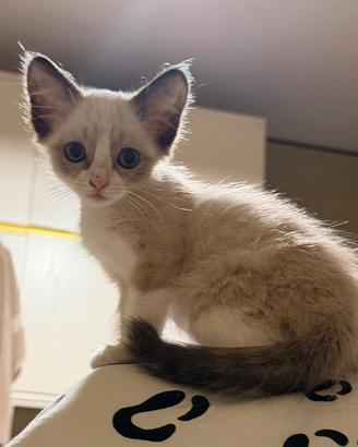 Gattina incrocio Siamese/Ragdoll