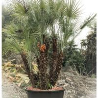 Palma Cespuglio (Chamaerops Humilis)