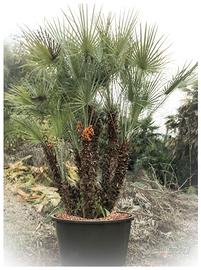 Palma Cespuglio (Chamaerops Humilis)