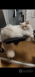 Gatto di razza pura